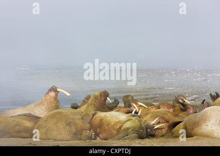 Les morses sur la plage dans la brume, Diskobukta, Edgeoya, Spitzberg, Norvège Banque D'Images