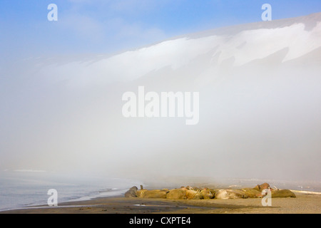 Les morses sur la plage dans la brume, Diskobukta, Edgeoya, Spitzberg, Norvège Banque D'Images