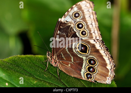 Papillon Morpho bleu Banque D'Images