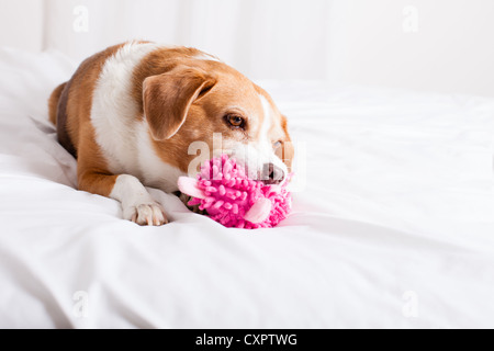 Cute dog jouer avec un jouet Banque D'Images