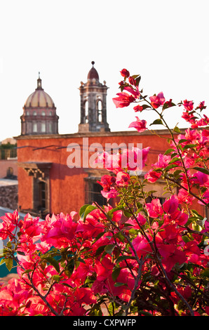 Bouganvillia donnant sur San Miguel de Allende's Templo de la Concepcion (clocher de l'église de l'Immaculée Conception et du plafonnier Banque D'Images