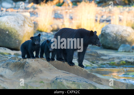 Mère de l'ours noir avec deux jeunes oursons sur des pierres à l'embouchure de la rivière Keogh l'île de Vancouver Canada Banque D'Images