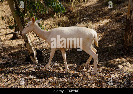 Trois jeunes avec des cornes de cerf (Cervus nipon impressionnant) Banque D'Images