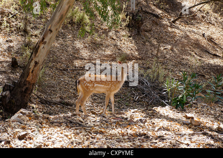 Trois jeunes avec des cornes de cerf (Cervus nipon impressionnant) Banque D'Images