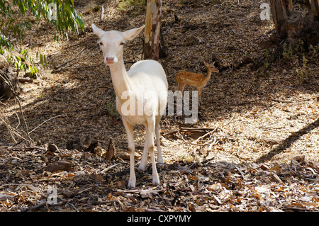 Trois jeunes avec des cornes de cerf (Cervus nipon impressionnant) Banque D'Images