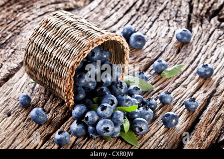 Les bleuets ont chuté à partir du panier sur une vieille table en bois. Banque D'Images