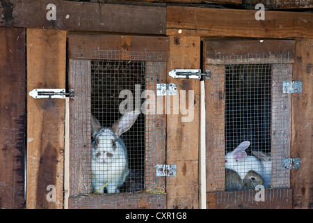 Les lapins produites comme l'élevage sur la huche pour être utilisés dans la consommation humaine. Banque D'Images