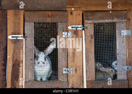 Les lapins produites comme l'élevage sur la huche pour être utilisés dans la consommation humaine. Banque D'Images