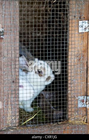 Les lapins produites comme l'élevage sur la huche pour être utilisés dans la consommation humaine. Banque D'Images