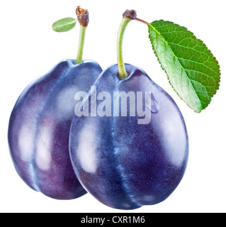 Deux prunes avec une feuille sur un fond blanc. Banque D'Images