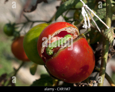 Le jardin - arpenteuse verte tomate festoyer sur Caterpillar Banque D'Images