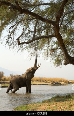 Les juvéniles atteignent jusqu'à l'éléphant d'arbre tandis qu'en fleuve Zambèze, Mana Pools, Zimbabwe Banque D'Images