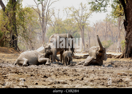 Les éléphants se baigner dans la boue, Mana Pools, Zimbabwe Banque D'Images