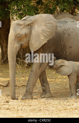 Avec l'éléphant d'veau de lait, Mana Pools, Zimbabwe Banque D'Images