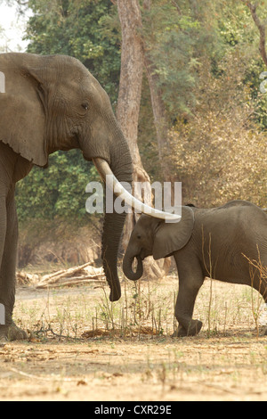 L'Eléphant d'Afrique mâle adulte avec malles veau, Mana Pools, Zimbabwe Banque D'Images