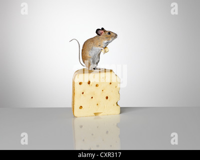 Comité permanent de la souris sur un morceau de fromage Banque D'Images