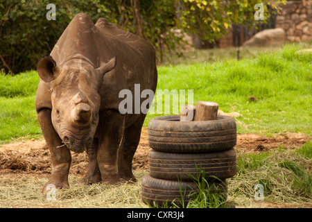 Un rhinocéros noir (Diceros bicornis) dans la région de Johannesburg Zoo avec pneus de jouet dans l'avant-plan et de l'herbe verte à l'arrière-plan. Banque D'Images