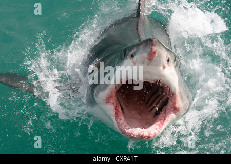 Grand requin blanc faisant une rupture partielle hors de l'eau en Italie, Western Cape, Afrique du Sud Banque D'Images