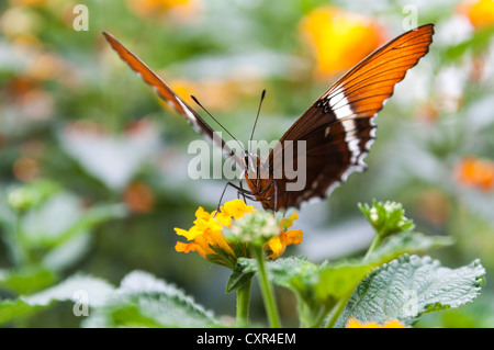 Rusty-tipped Page ou Brown Siproeta Siproeta epaphus (papillon), Alsace, France, Europe Banque D'Images