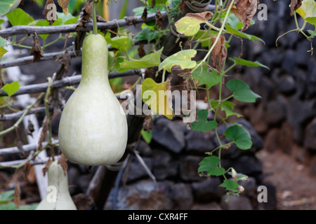 Gourde bouteille (Lagenaria siceraria), cultivé pour l'utilisation traditionnelle comme un liquide contenant de l'instrument de hula sur Hawaii, Kailua-Kona Banque D'Images