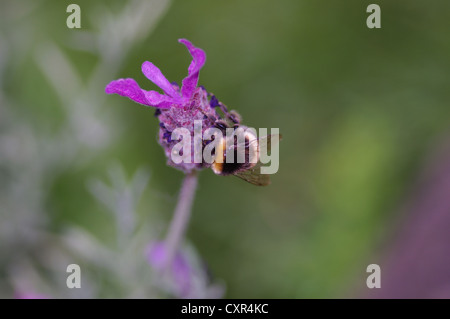 Bombus hortorum bourdon sur lavande française Banque D'Images