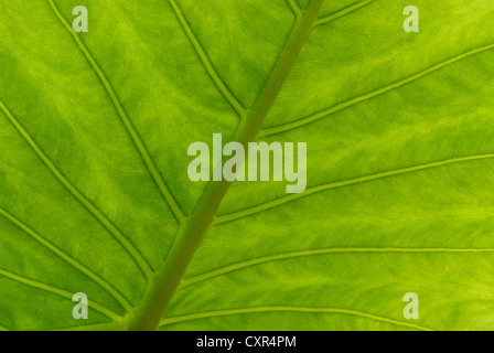 Fermer jusqu'à un géant, Taro, Alocasia ou oreille d'une texture de la feuille verte Banque D'Images