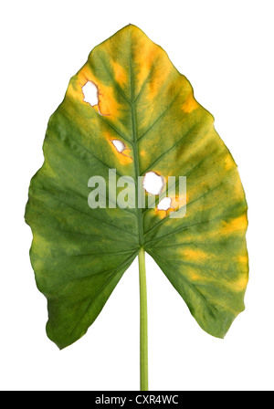 La décomposition de taro géant, Alocasia ou oreille d'une texture de la feuille verte isolée sur fond blanc Banque D'Images