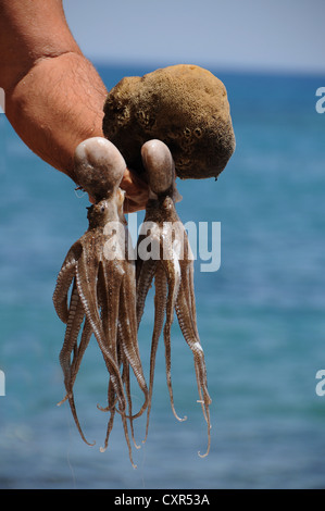 Calamars et une éponge naturelle fraîchement pêchés, Mer de Libye, Grèce, Europe Banque D'Images