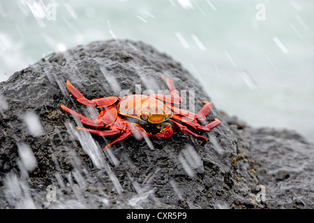 Le red rock crab (Grapsus grapsus), dans le surf, l'île de Santa Cruz, Îles Galápagos, Site du patrimoine mondial de l'UNESCO, de l'Équateur Banque D'Images