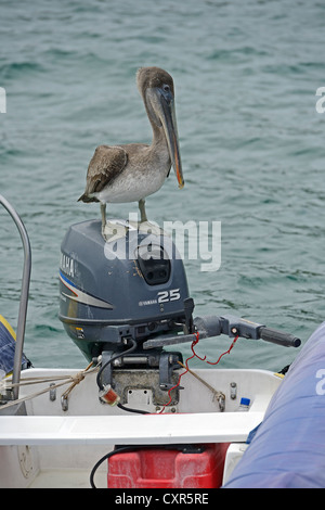 Pélican brun (Pelecanus occidentalis), assis sur le moteur d'un bateau gonflable, Îles Galápagos Banque D'Images