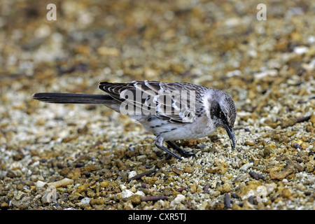 Mockingbird Galápagos (Nesomimus parvulus), l'île de Genovesa, Îles Galápagos, Site du patrimoine mondial de l'UNESCO, de l'Équateur Banque D'Images