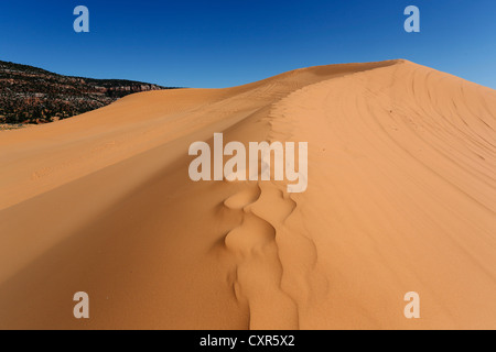 Les dunes de sable d'errance à Coral Pink Sand Dunes State Park, Utah, USA Banque D'Images