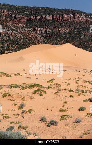 Les dunes de sable d'errance à Coral Pink Sand Dunes State Park, Utah, USA Banque D'Images