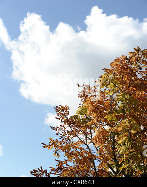 La saison estivale des changements à l'automne sur Primrose Hill, Londres. Banque D'Images