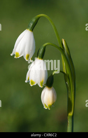 Flocon d'été ou Loddon Lily (Leucojum aestivum), région de pâturages de Badde Orca, Sardaigne, Italie, Europe Banque D'Images