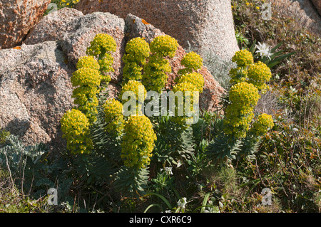 L'euphorbe ésule (Euphorbia characias méditerranéen), Péninsule de Sinis, Cagliari, Sardaigne, Italie, Europe Banque D'Images