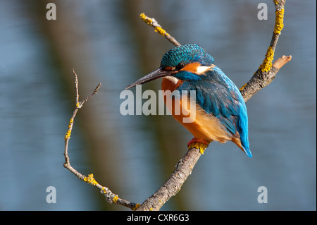 Kingfisher (Alcedo atthis), la zone de conservation du paysage Tratzberg, Tyrol, Autriche, Europe Banque D'Images