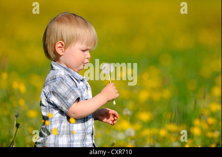 Petit garçon tenant une tête de graines de pissenlit, pissenlit (Taraxacum sect. Ruderalia), dans un pré Banque D'Images