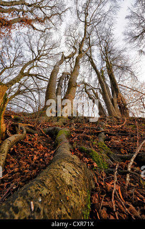 Hêtre (Fagus) avec les racines de la ci-dessous en noir et blanc, Mindelheim, Unterallgaeu, souabe, Bavière, Allemagne, Europe Banque D'Images