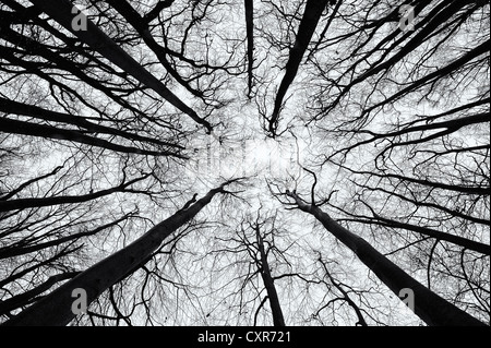 Hêtre (Fagus) d'en bas en noir et blanc, Mindelheim, Unterallgaeu, souabe, Bavière, Allemagne, Europe Banque D'Images