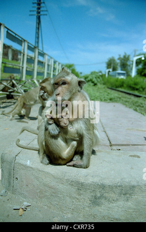 Les macaques mangeurs de crabes ou de macaques à longue queue (Macaca fascicularis) de Lopburi, Thaïlande, Asie Banque D'Images