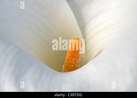 Lily of the Nile, Zantedeschia ou (d'Arum Zantedeschia aethiopica), Afrique du Sud Banque D'Images