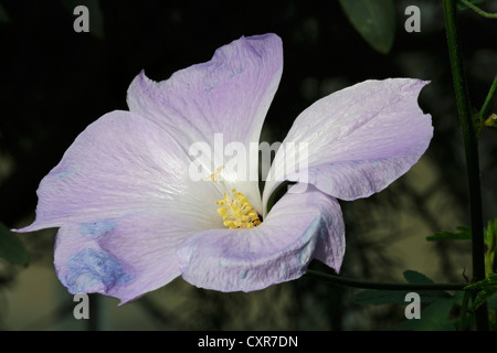 Lilas à fleurs (Alyogyne huegelii Hibiscus), l'Australie Banque D'Images