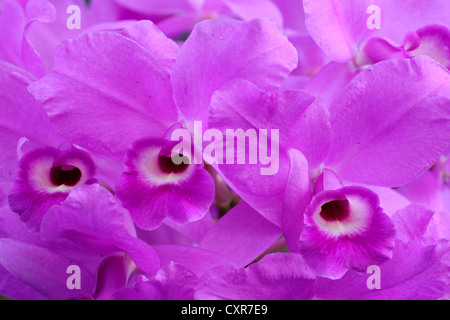 Orchidée Cattleya de Skinner (Cattleya skinneri), la rareté, l'Amérique centrale Banque D'Images