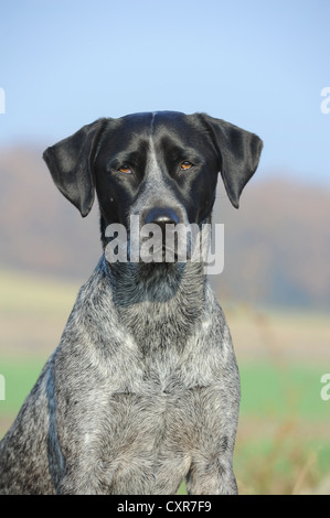 Labrador Retriever - Australian Cattle Dog race croisée, portrait Banque D'Images