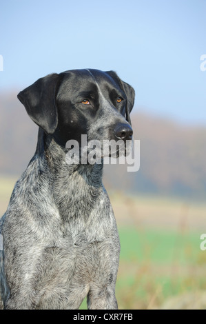 Labrador Retriever - Australian Cattle Dog race croisée, portrait Banque D'Images
