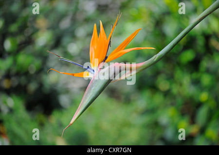 Oiseau du Paradis (Strelitzia reginae) fleur, originaire de l'Afrique du Sud Banque D'Images