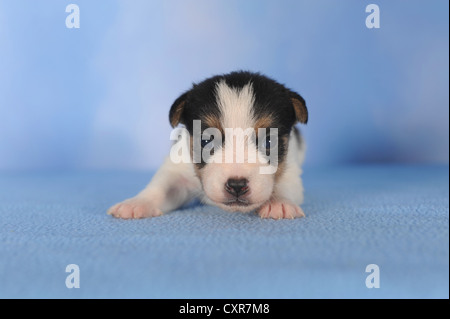 Jack Russell Terrier puppy, 2 semaines Banque D'Images