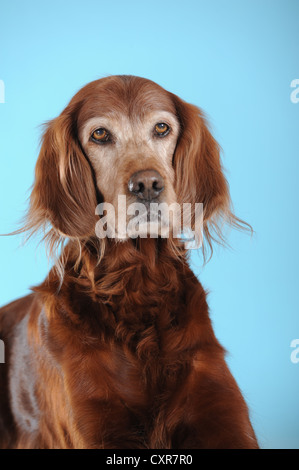 Setter Irlandais, portrait Banque D'Images