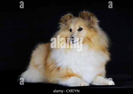 Shetland Sheepdog Sheltie couleur sable, ou, couché Banque D'Images